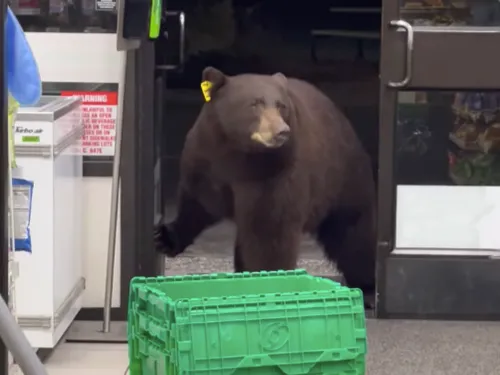 Un ours s’introduit dans une supérette (Vidéo)